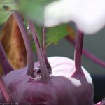 Kohlrabi
