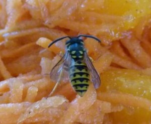 bienen_stehen_drauf